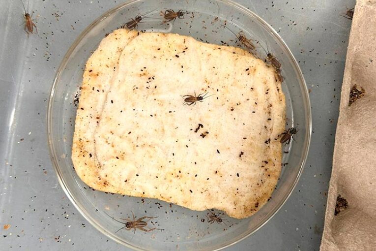 Entonova, Zenagro, UAL, Asaja y Tecnova se unen en la cría masiva de insectos para producir quitosano