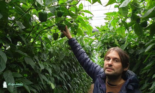 Alejandro Pascual, jefe de producto en pimiento de Syngenta / agroautentico.com