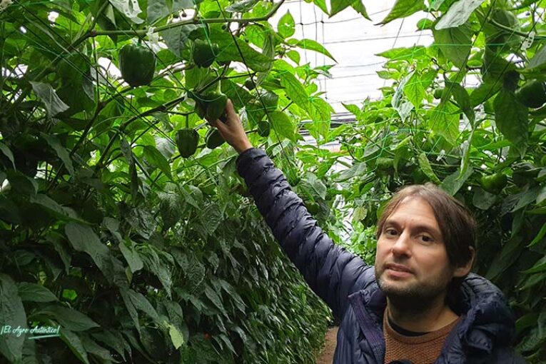 Pimientos tardíos hasta el último minuto del año con Syngenta
