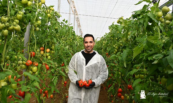 Alejandro Sánchez, desarrollo en tomate de Semillas Fitó, con la nueva variedad Magneto / agroautentico.com