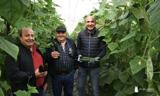 Antonio Expósito y Joaquín Parejo llevan más de 40 años criando pepinos. Los acompaña Miguel Ángel Jiménez en un líneo de Tanker / agroautentico.com