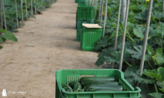 Cajas de calabacín en invernadero / agroautentico.com