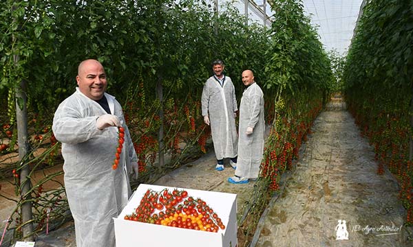 Patrocinio, desarrollo en RZ, con técnicos de Agrupacañada en una calle del tomate cherry Leoncino / agroautentico.com