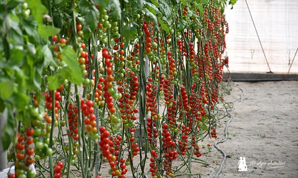 Tomate cherry Sorentyno / agroautentico.com