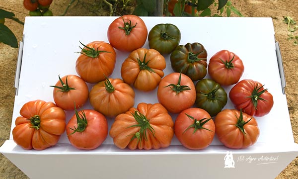 Rijk Zwaan tomate / agroautentico.com
