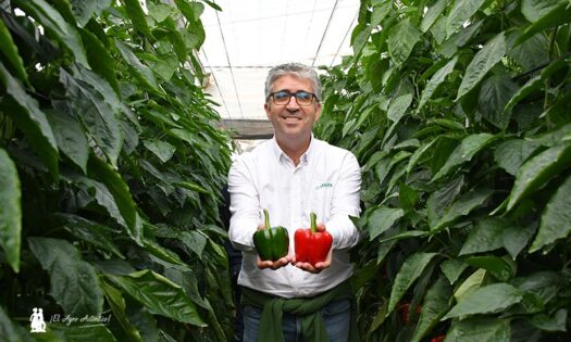 Francisco MOrales MArín con el nuevo pimiento MOMA / agroautentico.com