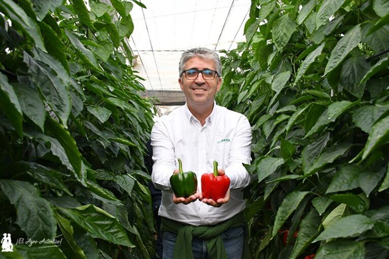 Morales Marín da nombre al nuevo pimiento de Sakata: Moma