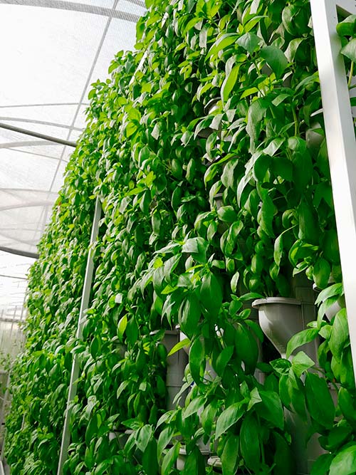El nuevo sistema de cultivo Vertical GAMA 0 multiplica por 13 la producción de hierbas aromáticas-agroautentico.com