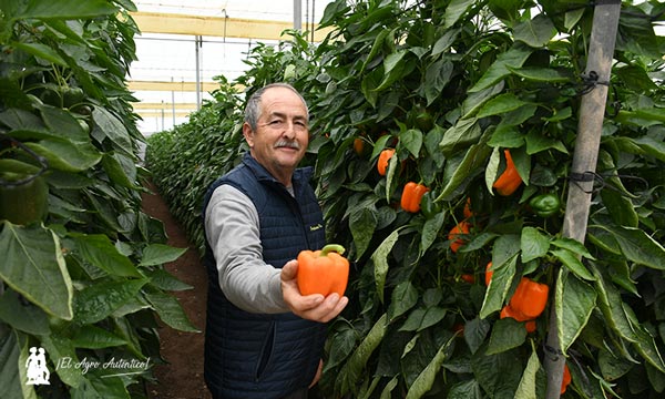 José Valverde, agricultor asistente a las jornadas, con uno de los naranjas de Syngenta, Kaori / agroautentico.com