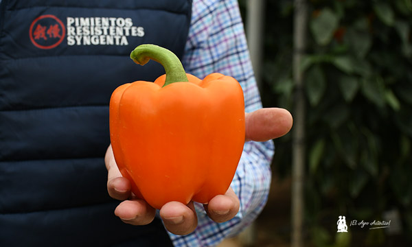 Syngenta naranjas / agroautentico.com