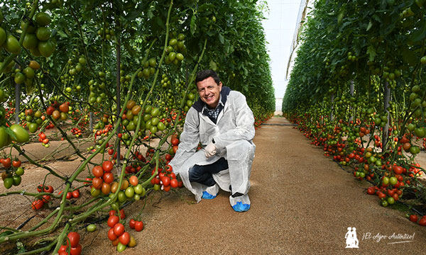 Manuel Hernández con la novedad en tomate pera 74-PL0001RZ / agroautentico.com