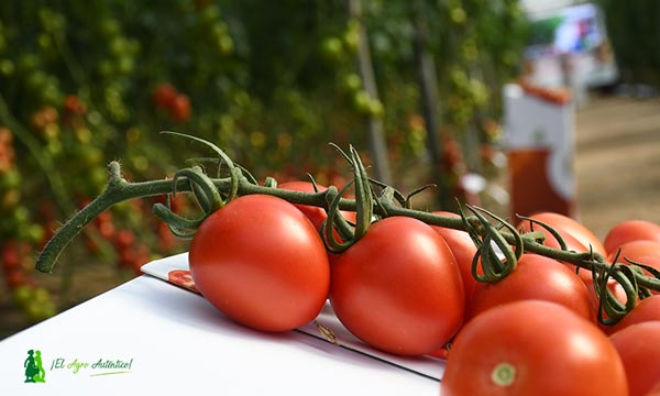 Rijk Zwaan tomate / agroautentico.com
