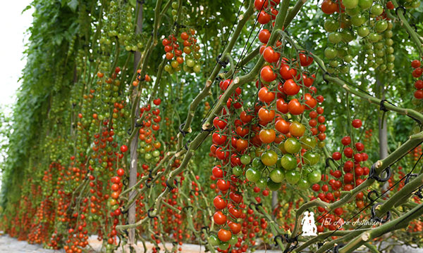 Tomate cherry Engelyta / agroautentico.com