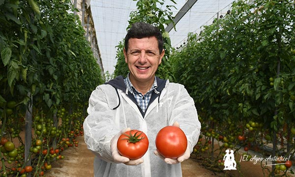 Manuel Hernández con el tomate Errasty / agroautentico.com