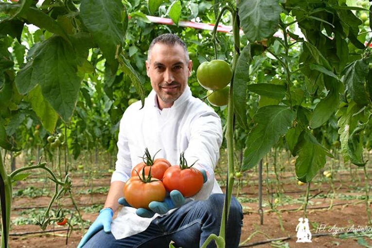 Syngenta presenta el tomate Ibeth resistente a rugoso