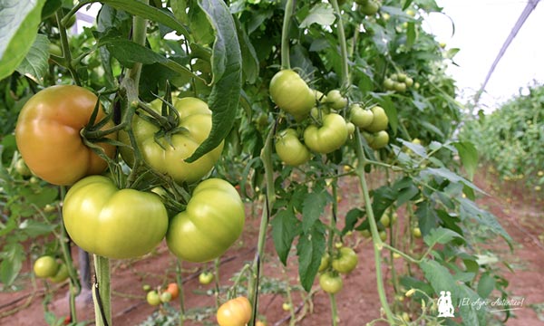 Syngenta tomate Ibeth rugoso / agroautentico.com