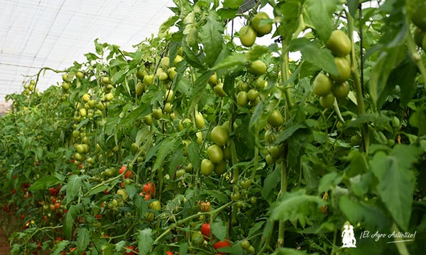 Tomates Semillas Fitó / agroautentico.com