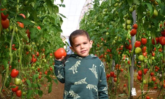 Jose, con tomate Magneto de Fitó / agroautentico.com