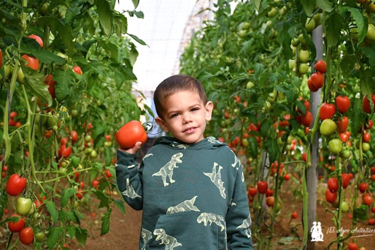 Magneto es el nuevo tomate pera de calibre grande de Semillas Fitó