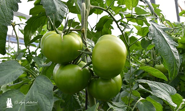 Variedad de tomate Sulayr / agroautentico.com