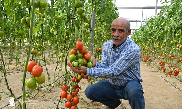 Pedro Hernández, agricultor ya jubilado es familiar del propietario de la finca. Posa con el tomate Laureade / agroautentico.com
