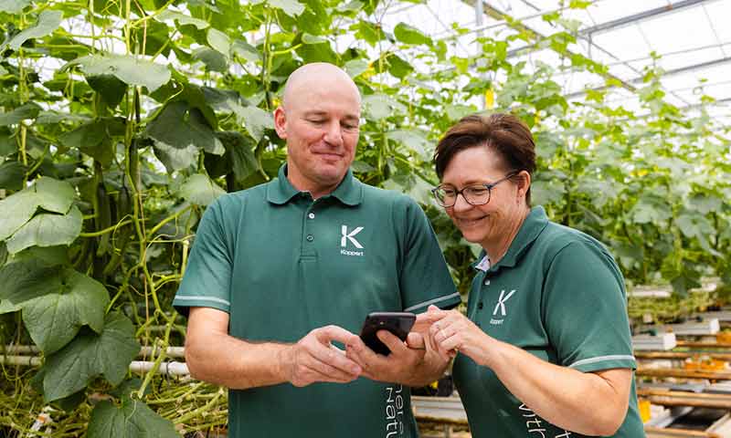 Asesores técnicos de Koppert realizan el seguimiento de una plaga en un invernadero de pepino / agroautentico.com