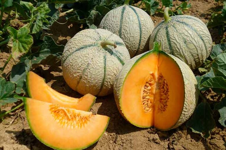 BASF compra la empresa de mejora de melones ASL