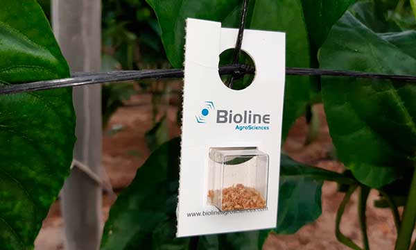 Bioline Iberia propone a los agricultores una control biológico durante el frío-agroautentico.com