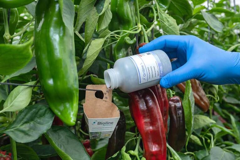 Bioconsejos para el control biológico durante el frío