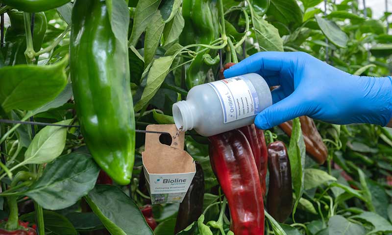 Bioline Iberia propone a los agricultores una serie de bioconsejos para lograr un óptimo rendimiento de los organismos de control biológico frente al frío-agroautentico.com