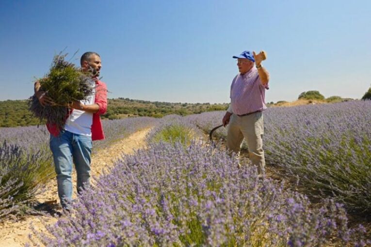 El chef D`Ambrosio hace ruta por los campos de lavanda en La Alcarria