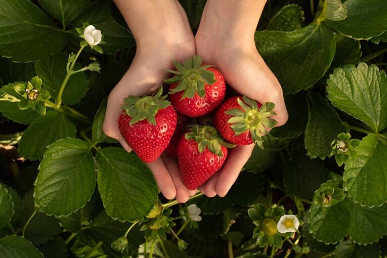 Fresas digitales criadas en Huelva