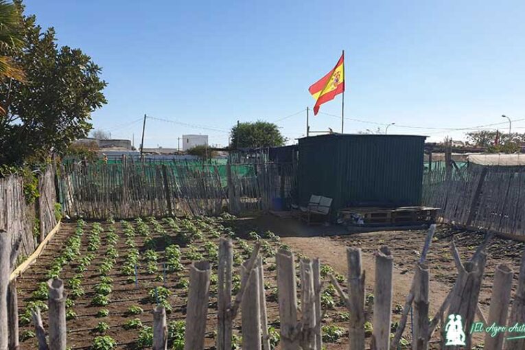 España sin agricultura, ante el abismo de importar las ensaladas