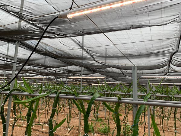 Iluminación de cultivo de Pitaya-agroautentico.com