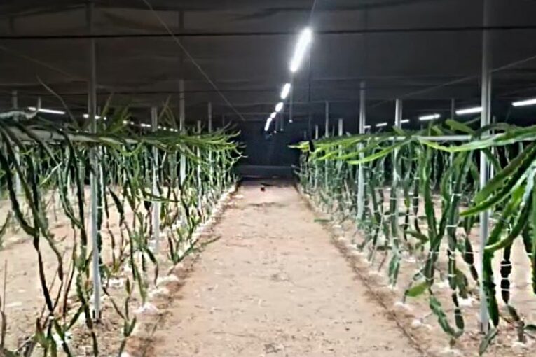 Iluminación en el cultivo de pitaya de la mano de Olfer