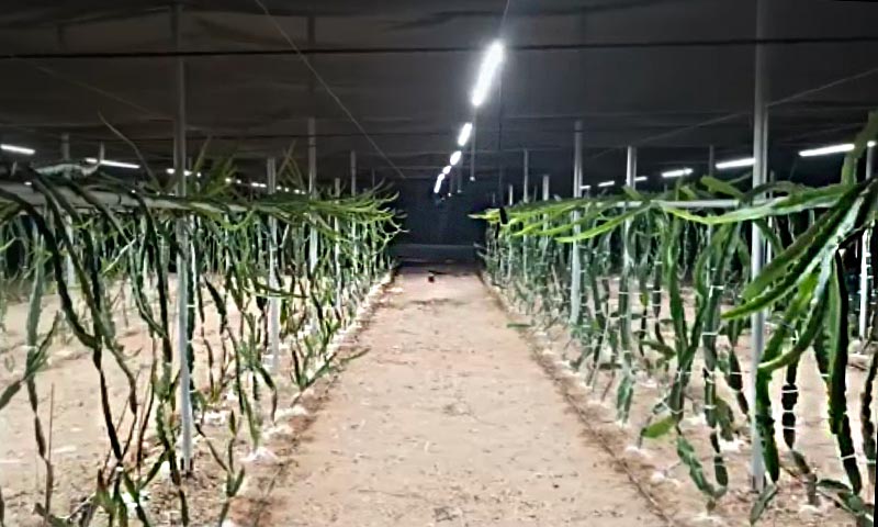 Iluminación de cultivo de Pitaya de la mano de Electrónica Olfer-agroautentico.com