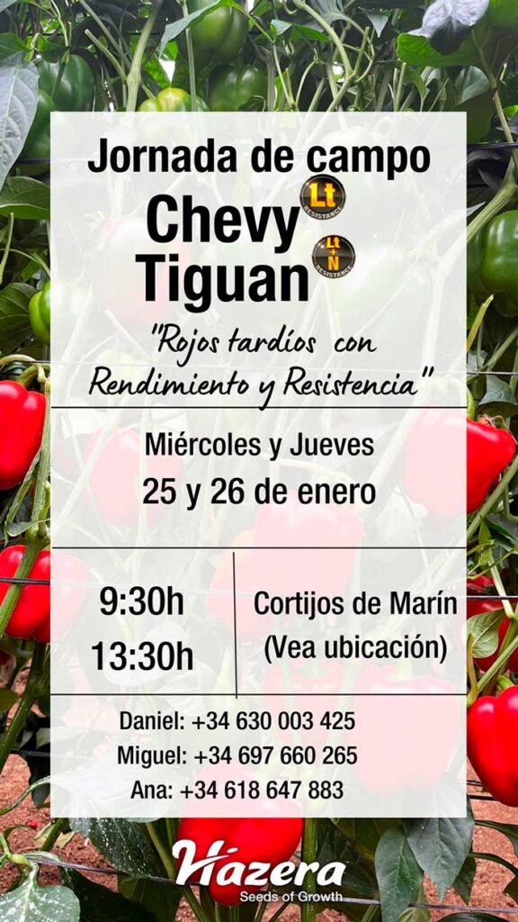 jornada de pimiento de hazera-agroautentico.com