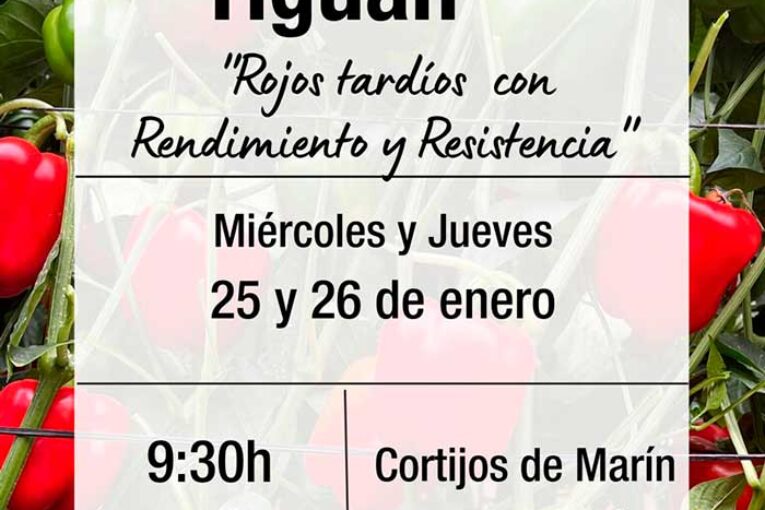 Días 25 y 26 de enero. Jornadas de pimientos californias de Hazera