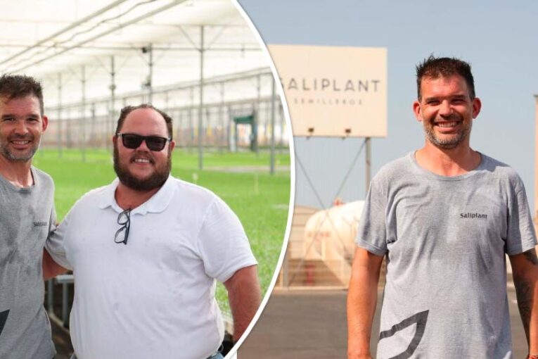 Mallas anti insectos y pantallas Svensson en el semillero Saliplant