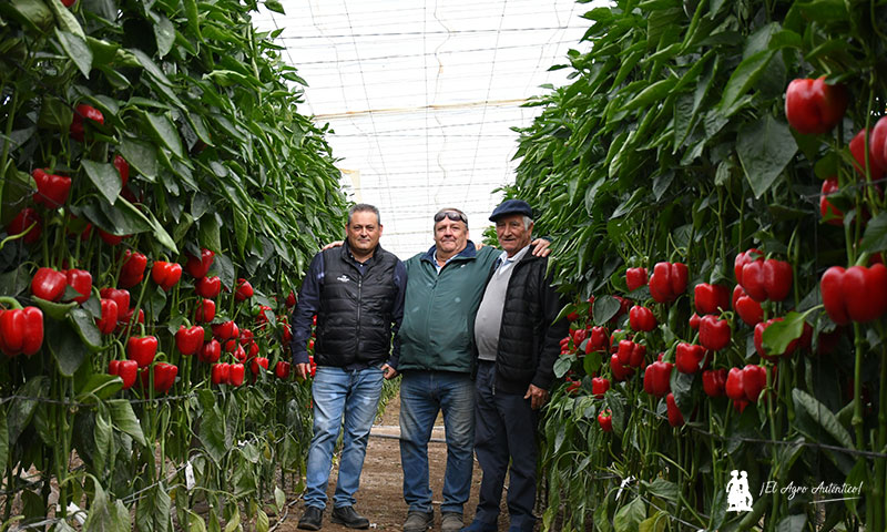 José Antonio Fernández Ibarra, CapGen Seeds, Manuel Bautista, agricultor, y José Sevilla, trovero / agroautentico.com
