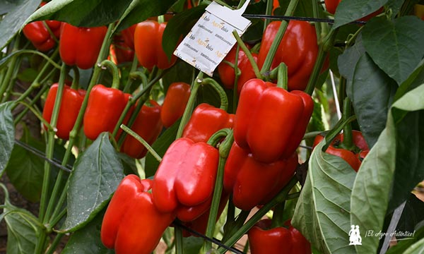 Cultivo de pimiento california rojo en ecológico con Viagro-agroautentico.com