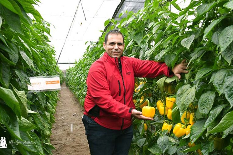 Pimiento Salonikas estrena el catálogo de amarillo de Nunhems