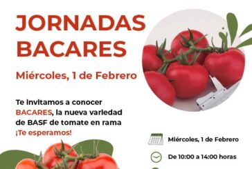 Día 1 de febrero. Jornada de tomate en rama Bacares