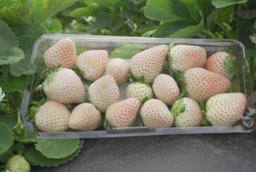 Fresas blancas y otras novedades en Fruit Logística 2023
