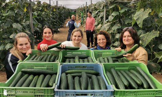 Jornadas de pepino Viggo en El Ejido (Almería) / agroautentico.com