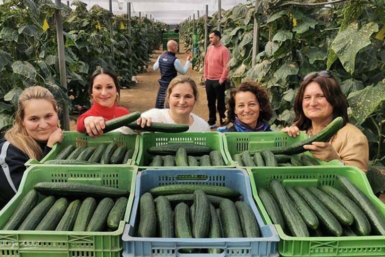 Pepinos 'demoledores' al CGMMV para atravesar el invierno