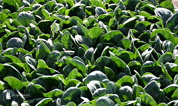 Espinacas de Syngenta Motion Salads / agroautentico.com