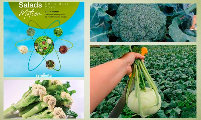 Salads Motion. Brásicas de Syngenta / agroautentico.com