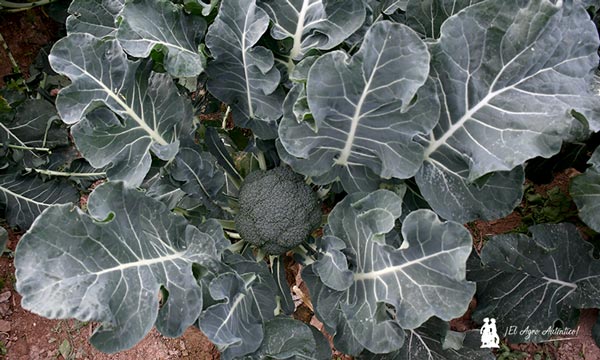 Brócoli. Número 3175 / agroautentico.com