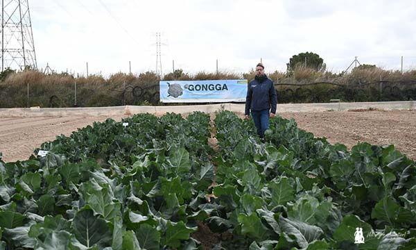 Brócoli Congga en el campo de Cartagena / agroautentico.com